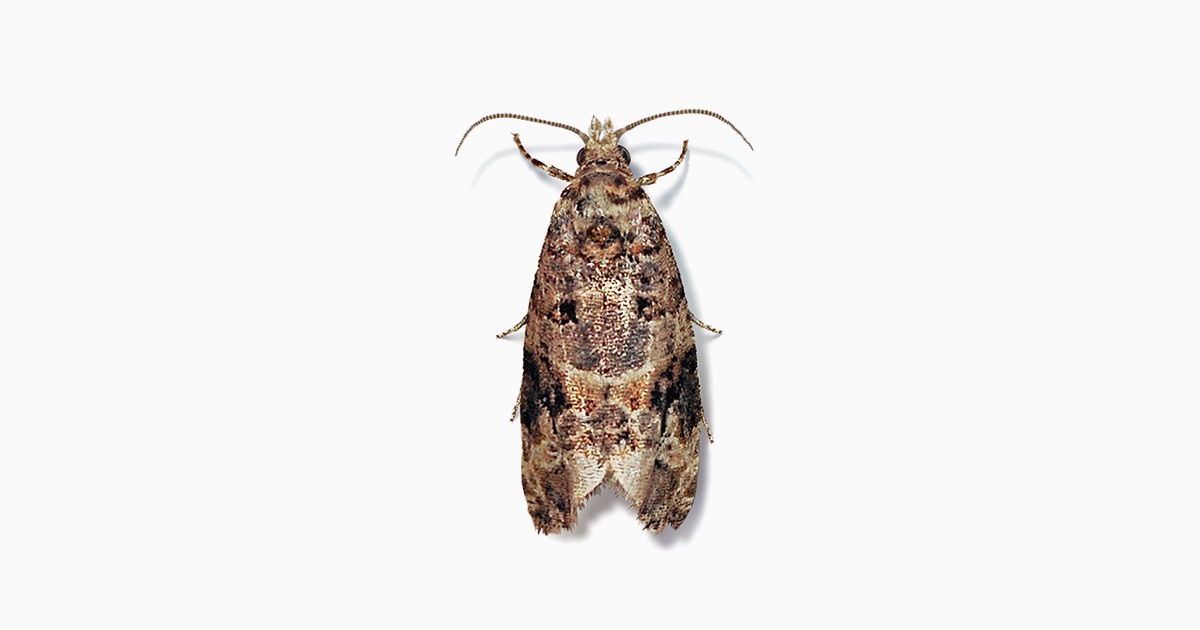 European Grapevine Moth