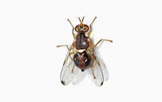 Olive Fruit Fly