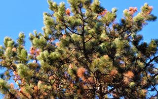 Pine-Resinous Cancer