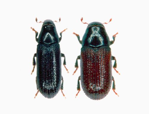 Common Pine Shoot Beetle