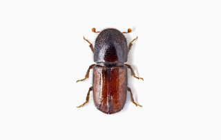 Engraver Beetle