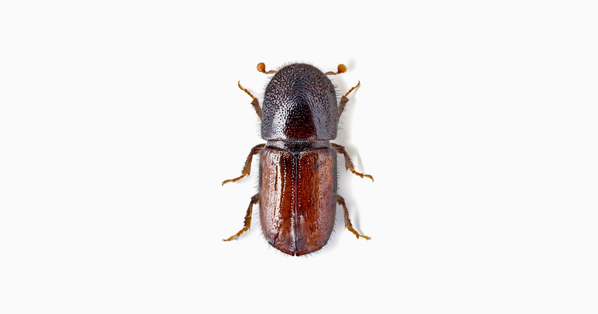 Engraver Beetle