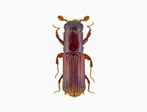 Oak Pinhole Borer