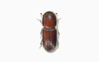 Six-spined Engraver Beetle