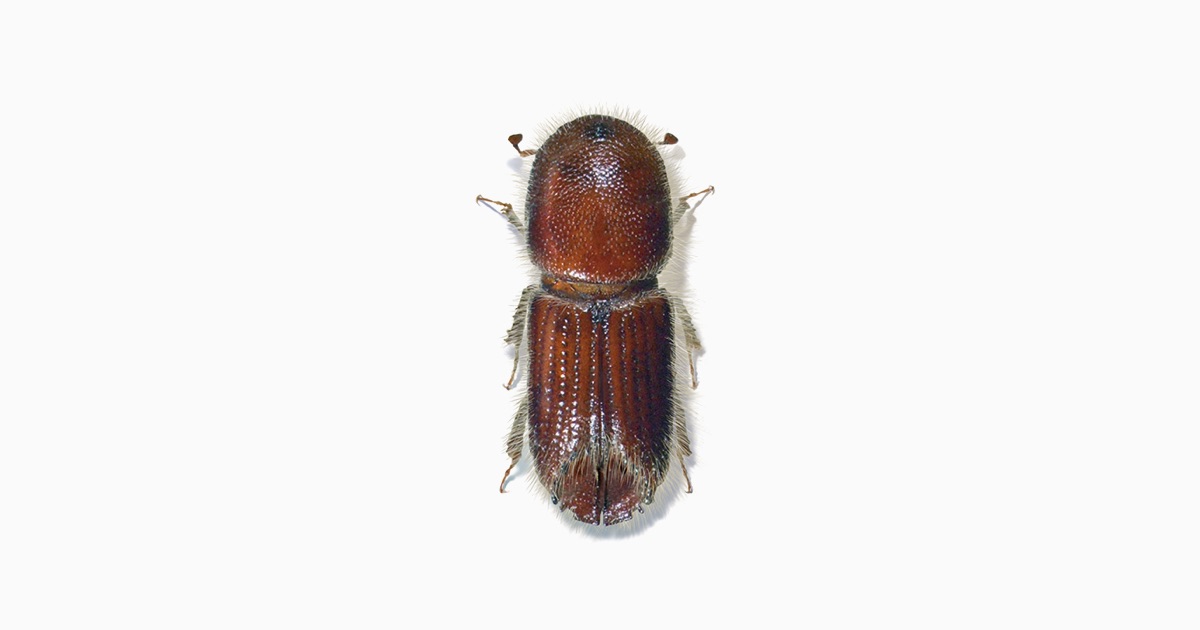 Six-spined Engraver Beetle